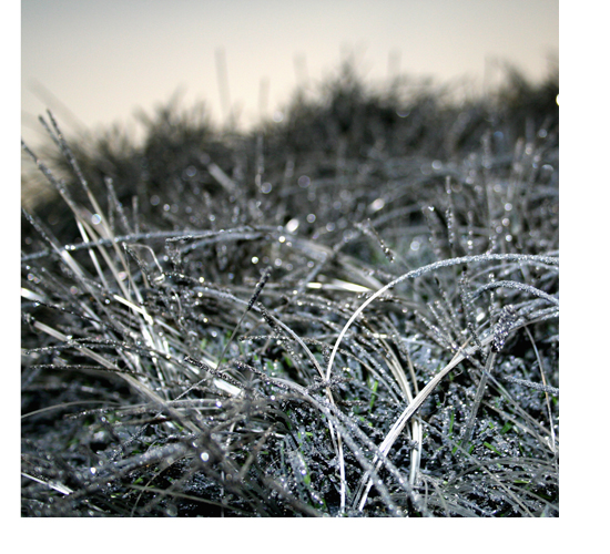 large image of "fashioning eden"